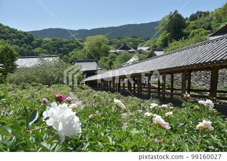 Fresh green Hase-dera temple corridor and peonies Hatsuse, Sakurai City, Nara Prefecture 99160027