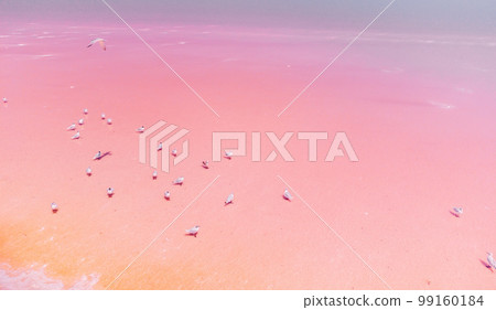 Flying over seagulls at pink salt lake. Salt production facilities saline evaporation pond in salty lake. Dunaliella salina impart a red, pink water in mineral lake with dry cristallized salty coast 99160184