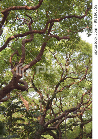 the big tree , sie by the Haiphong Road , hk 2013 May 11 99160558