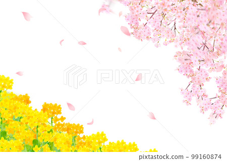 White background frame of spring cherry blossoms with beautiful and gorgeous petals scattered on the riverbed where rape blossoms bloom 99160874