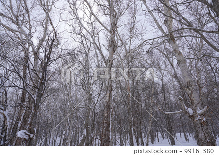 Near the summit of Mt. Tengu in Otaru, winter 99161380