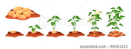 Potato growing. Tuberous crop with stem roots leaf in ground, vegetable plant grow cycle process from seed to ripe agriculture concept. Vector illustration 99161811