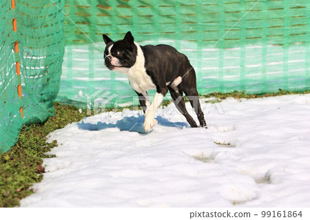 Mighty君，一隻可愛的波士頓梗犬，在雪地碼頭奔跑中快樂地跑來跑去♡ 99161864