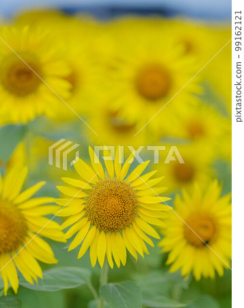 Sunflower field at Chikuzen Farmers Market Sunflower field at Chikuzen Farmers Market 99162121