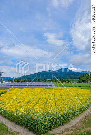 築前農貿市場的向日葵田 築前農貿市場的向日葵田 99162124
