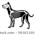 Dog skeleton bordered 99162160
