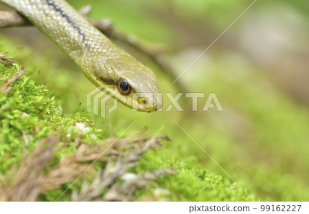 A snake crawling on moss looking for food A snake crawling on moss looking for food 99162227