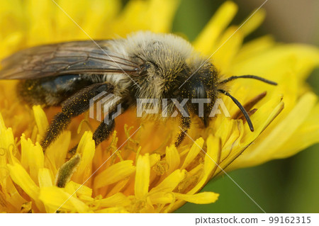 Closeup of a female grey mining bee , Andrena vaga , on a yellow flower of a dandelion , Taraxacum officinale 99162315