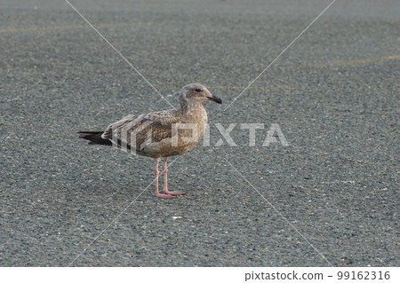 A closeup on a dark colored juvenile Western gull, Larus occidentalis, on a road in North California A closeup on a dark colored juvenile Western gull, Larus occidentalis, on a road in North California 99162316