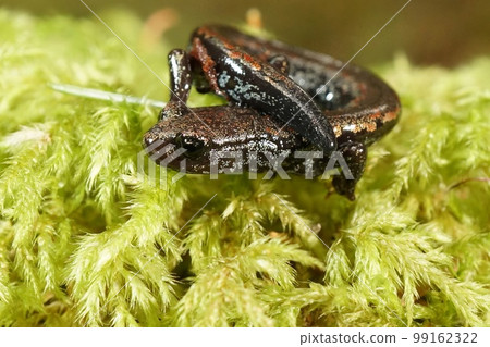 Closeup on the rare and endangered Oregon slender salamander, Batrachoseps wrighti from Columbia river Closeup on the rare and endangered Oregon slender salamander, Batrachoseps wrighti from Columbia river 99162322