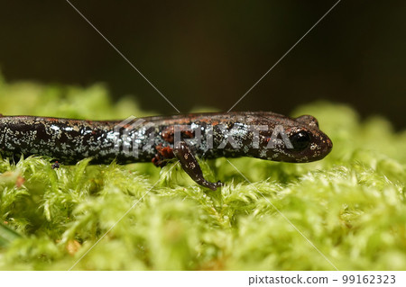 Closeup on the rare and endangered Oregon slender salamander, Batrachoseps wrighti from Columbia river Closeup on the rare and endangered Oregon slender salamander, Batrachoseps wrighti from Columbia river 99162323