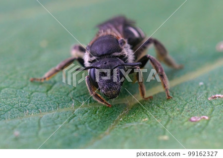 Closeup on a female dark colored furrow bee, Lasioglossum zonulum, sitting on a green leaf Closeup on a female dark colored furrow bee, Lasioglossum zonulum, sitting on a green leaf 99162327