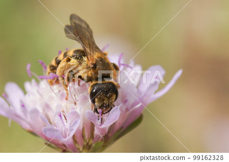 Closeup on a Mediterranean great furrow bee, Halictus scabiosae on a purple scabious flower Closeup on a Mediterranean great furrow bee, Halictus scabiosae on a purple scabious flower 99162328