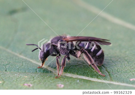 Closeup on a female dark colored furrow bee, Lasioglossum zonulum, sitting on a green leaf 99162329
