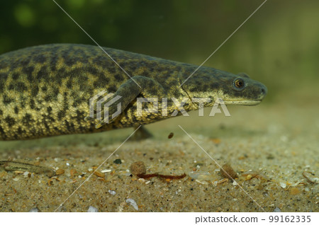 Closeup on an aquatic endangered African Algerian ribbed newt, Pleurodeles nebulosus underwater 99162335
