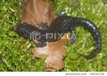Closeup shot of a female of the threatened North American Blue-spotted mole salamander on green moss 99162336