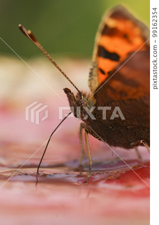 Closeup on the comma butterfly,Polygonia c- album, drinking from a pink water -melon in the garden 99162354