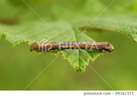 Closeup on a caterpillar of the Moyyled Umber geometer moth, Erannis defoliaria, on a green leaf 99162355