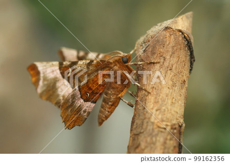 Closeup on the Purple thorn geometer moth, Selenia tetralunaria, sitting on wood with open wings Closeup on the Purple thorn geometer moth, Selenia tetralunaria, sitting on wood with open wings 99162356