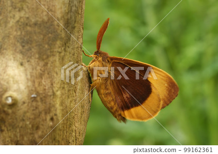 Closeup on the colorful orange brown Oak eggar moth, Lasiocampa quernus, sitting on wood Closeup on the colorful orange brown Oak eggar moth, Lasiocampa quernus, sitting on wood 99162361