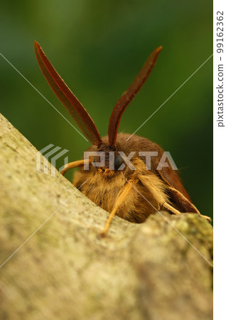 Vertical closeup on the colorful orange brown Oak eggar moth, Lasiocampa quernus, sitting on wood 99162362