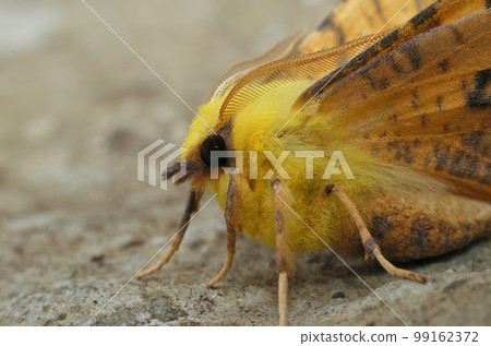 Closeup on the colorful Canary-shouldered Thorn moth, Ennomos alniaria, sitting with open wings 99162372