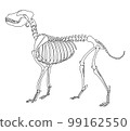 dog skeleton 99162550