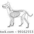Dog skeleton with border 99162553