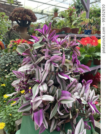 tradescantia inchplants purple zebra plants flowers in garden tradescantia inchplants purple zebra plants flowers in garden 99162650