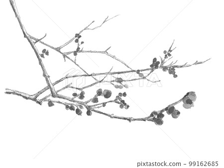 分枝多香果（冬梅）的單調插圖[水墨畫風格水彩畫]白色背景複製空間 99162685