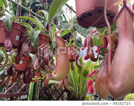nepenthes diatas lady luck bloody mary flower plant pots 99162725