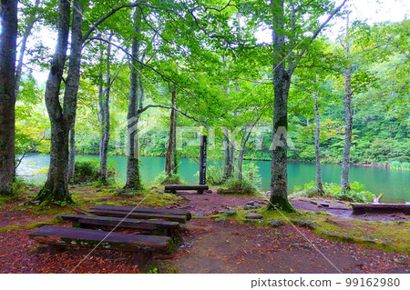 多科沼澤藏王鮮綠 99162980