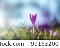 Purple crocus as the first sign of spring 2023 in Germany 99163200