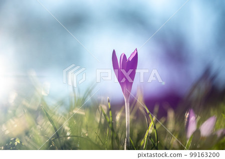 Purple crocus as the first sign of spring 2023 in Germany 99163200