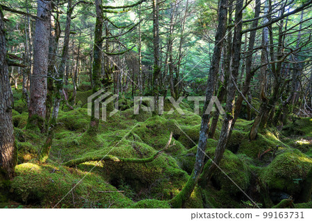 Nagano Prefecture Shirakomaike Primeval Forest and Moss Forest Nagano Prefecture Shirakomaike Primeval Forest and Moss Forest 99163731