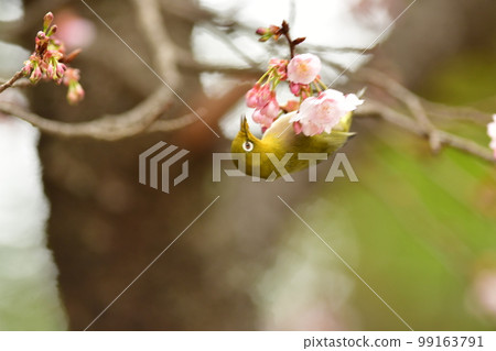 從冷櫻花中吸取花蜜的白眼狼 鶴岡八幡宮，鎌倉 99163791