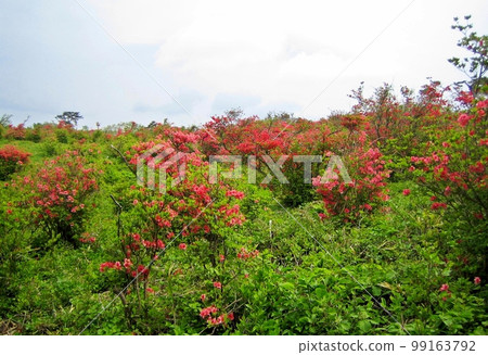 山杜鵑花群落和遠山 99163792