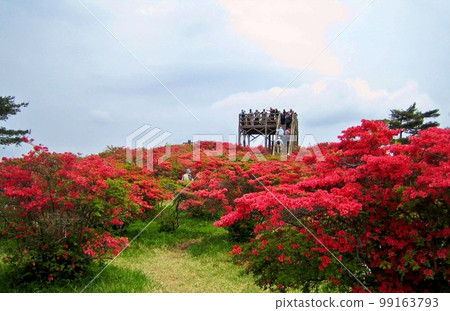 Mountain azalea colony and blue sky 99163793