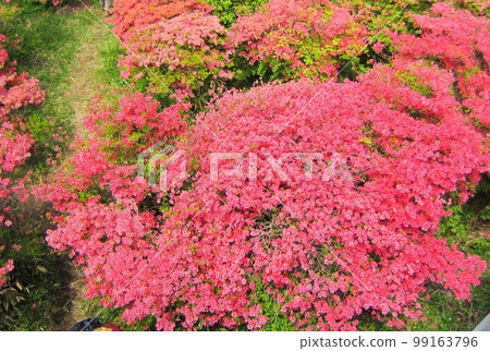 一群山杜鵑花 99163796