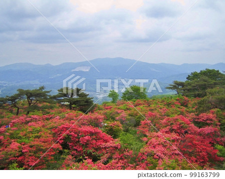 山杜鵑花群落和山脈 99163799