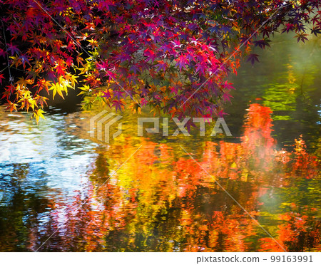 東京 Zempukuji 公園的秋葉 東京 Zempukuji 公園的秋葉 99163991