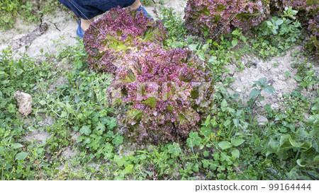 A vegetables, vegetables, sweet lettuce, lettuce, plucked leaves A vegetables, アマランス, wild vegetables, スイートレタス, レタス, picking みアマランス, 99164444