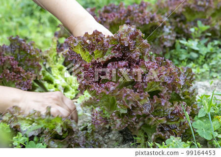 A vegetables, vegetables, sweet lettuce, lettuce, plucked leaves A vegetables, アマランス, wild vegetables, スイートレタス, レタス, picking みアマランス, 99164453