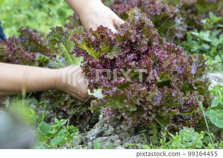 A菜，蔬菜，甜萵苣，萵苣，拔葉A菜 ，アマランス、野菜、スイートレタス、レタス、摘みアマランス、 99164455