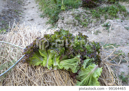 A菜，蔬菜，甜萵苣，萵苣，拔葉A菜 ，アマランス、野菜、スイートレタス、レタス、摘みアマランス、 99164465