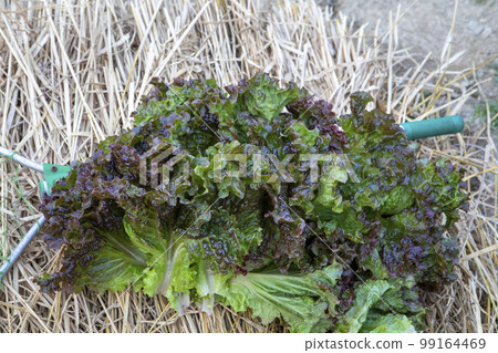 A菜，蔬菜，甜萵苣，萵苣，拔葉A菜 ，アマランス、野菜、スイートレタス、レタス、摘みアマランス、 99164469