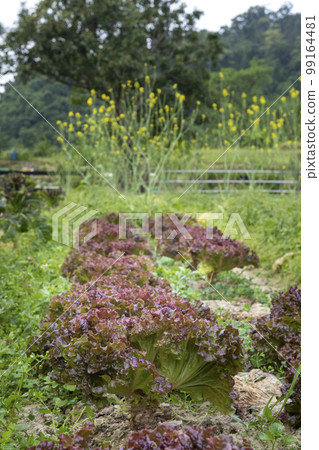 A vegetables, vegetables, sweet lettuce, lettuce, plucked leaves A vegetables, アマランス, wild vegetables, スイートレタス, レタス, picking みアマランス, 99164481