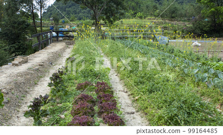 A vegetables, vegetables, sweet lettuce, lettuce, plucked leaves A vegetables, アマランス, wild vegetables, スイートレタス, レタス, picking みアマランス, A vegetables, vegetables, sweet lettuce, lettuce, plucked leaves A vegetables, アマランス, wild vegetables, スイートレタス, レタス, picking みアマランス, 99164485