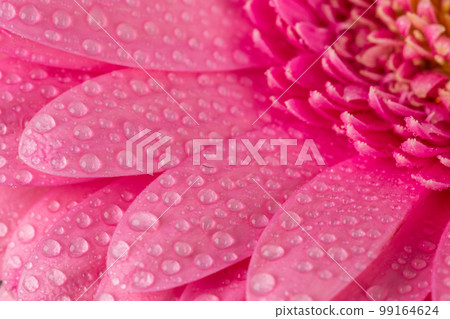 Pink Gerbera flower Pink Gerbera flower 99164624