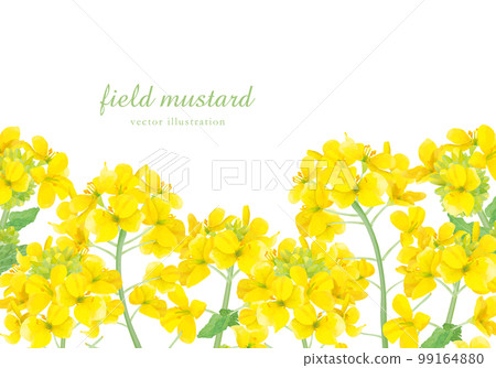 Real touch rape blossom background frame 99164880